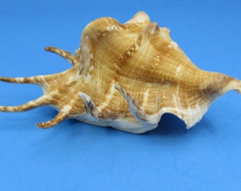 Spider Conch - Lambis Lambis - (1 shell approx. 5-6 inches)