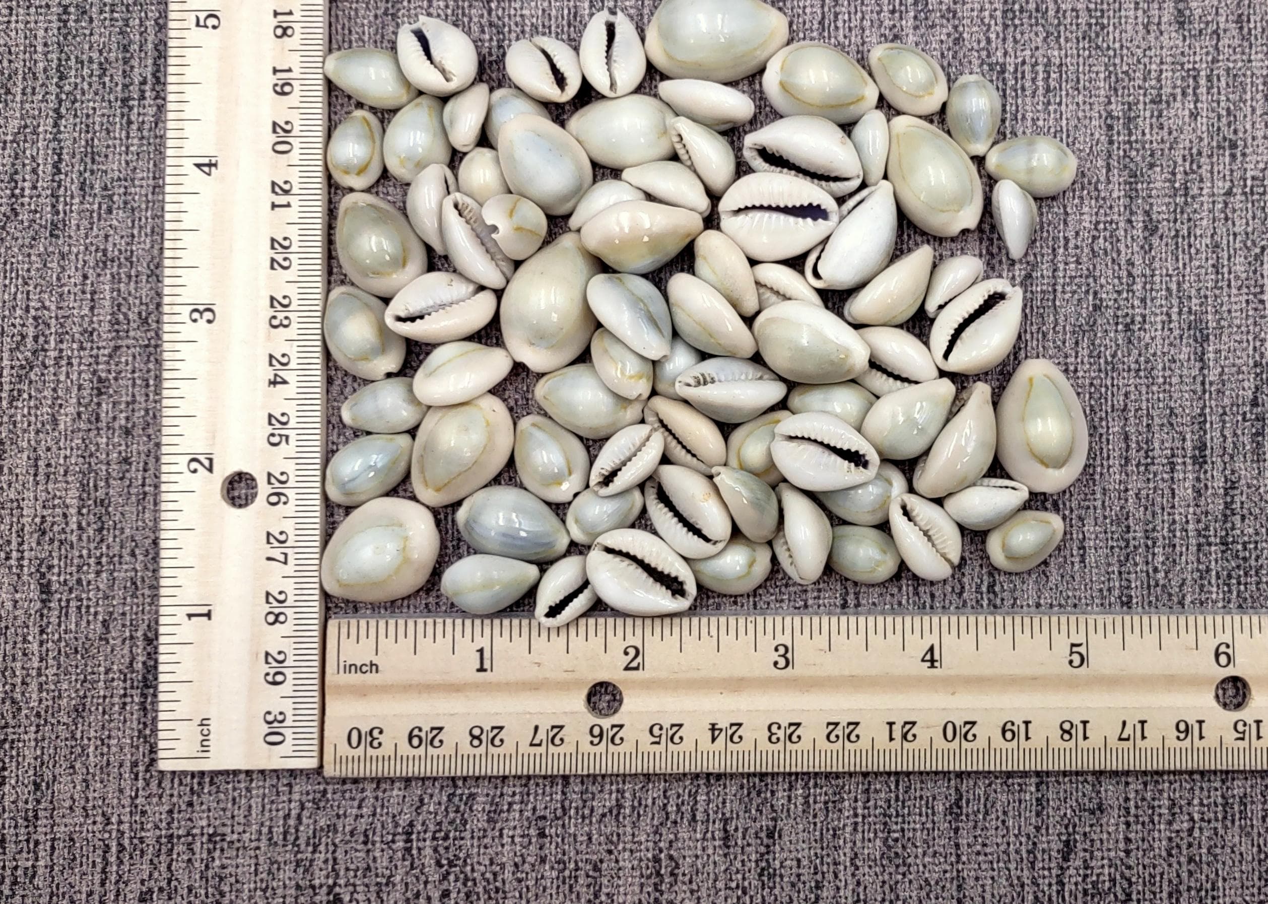 Ring Top Cowrie Seashells Cypraea Annulus (approx. Half Cup +/-40 ...