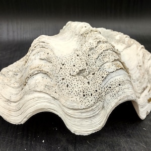 Giant Clam Shell Half (1 half shell approx. 11.5L x 3.75H x 7D inches) Great rare clam shell for decor & display!