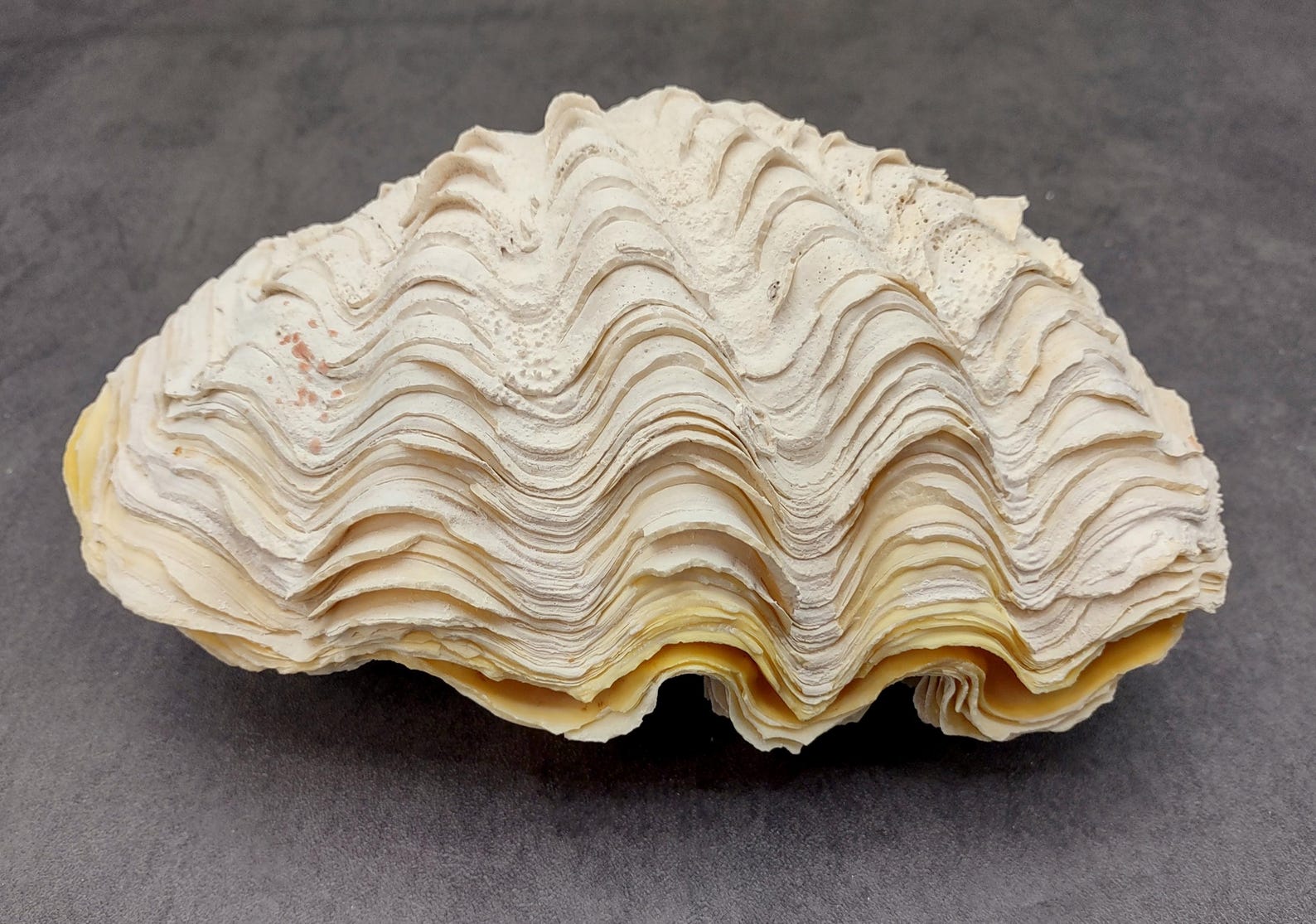 De Rasa Shells Large Derasa Clam Seashell White Tridacna Derasa (1 Shell Approx. 7 ...