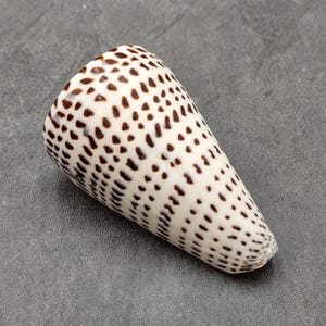 May include: A white and brown cone-shaped seashell with a spotted pattern.