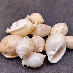 Japanese Bonnet Seashells Spotted Phalium Bisulcatum (10 shells approx. 1.5+ inches) Japanese Bonnet shells for crafts art or display!
