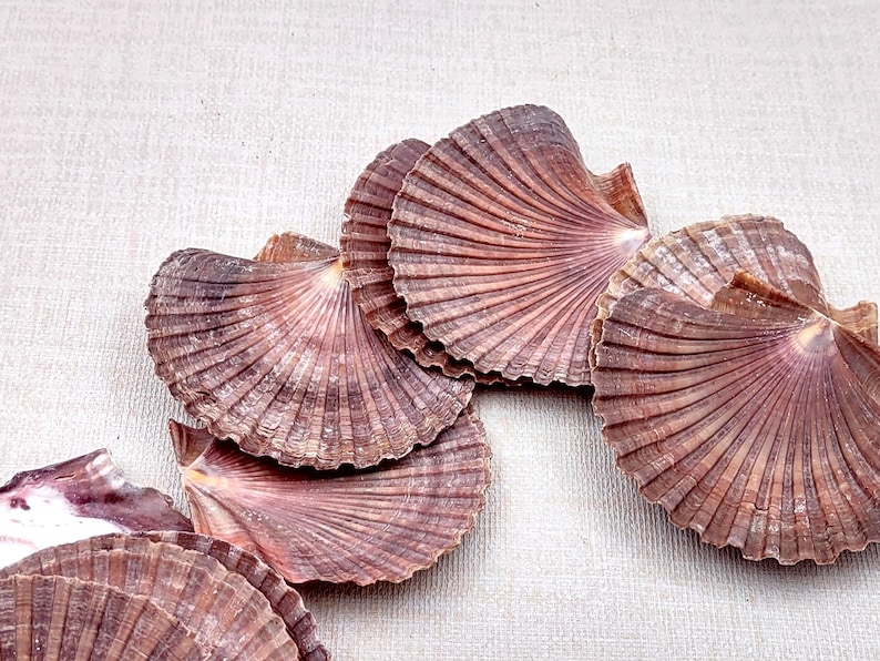 Ribed Shell Mexican Flat Scallop Seashells Red Brown Pecten Vogdesi (10 Shells ...