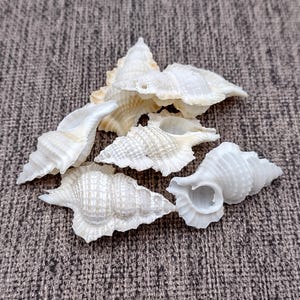 Maple Leaf Frog Seashells Creamy White Gyrineum Perca (6 shells approx. 1+ inches) Maple Leaf Frog Shells for coastal jewelry or display!