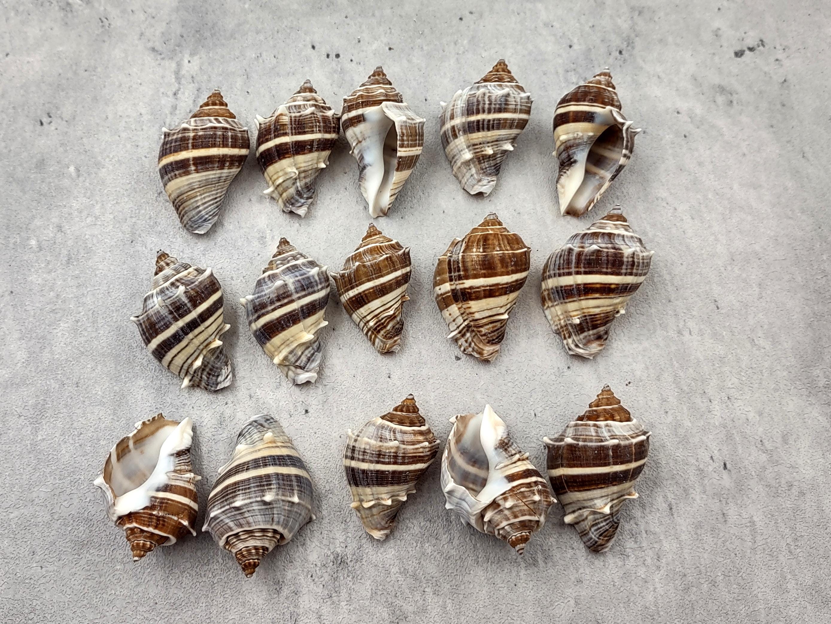 Common Crown Conch Seashells Melongena Corona (5 Shells Approx. 1.5 ...