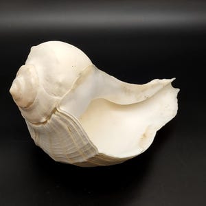 Left Handed Lightning Whelk Busycon Contrarium (1 shell approx. 10+ inches) Large shells for coastal crafting décor & collections!