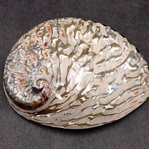 Polished White Abalone Midas Seashell Haliotis Midae (1 shell approx. 5+ inches) Iridescent shell polished for display crafts & collecting!