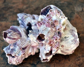 Purple Barnacle Cluster - (1 barnacle cluster approx. 5-7 inches)