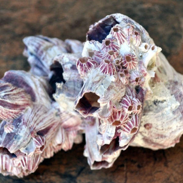 Purple Barnacle Cluster - (1 barnacle cluster approx. 5-7 inches)