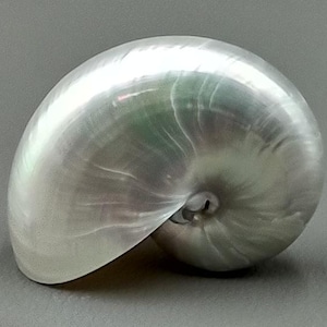Pearlized Nautilus Seashell Polished Nautilus Pompilius (1 shell approx. 2+ inches) Shells for coastal crafting decor & collections!