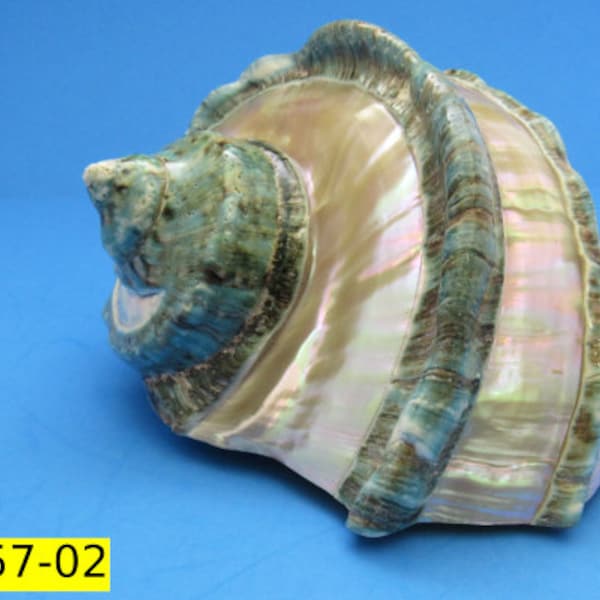 Giant Banded Turbo Shell - Turbo Marmoratus - (1 shell, approx. 7 inches)