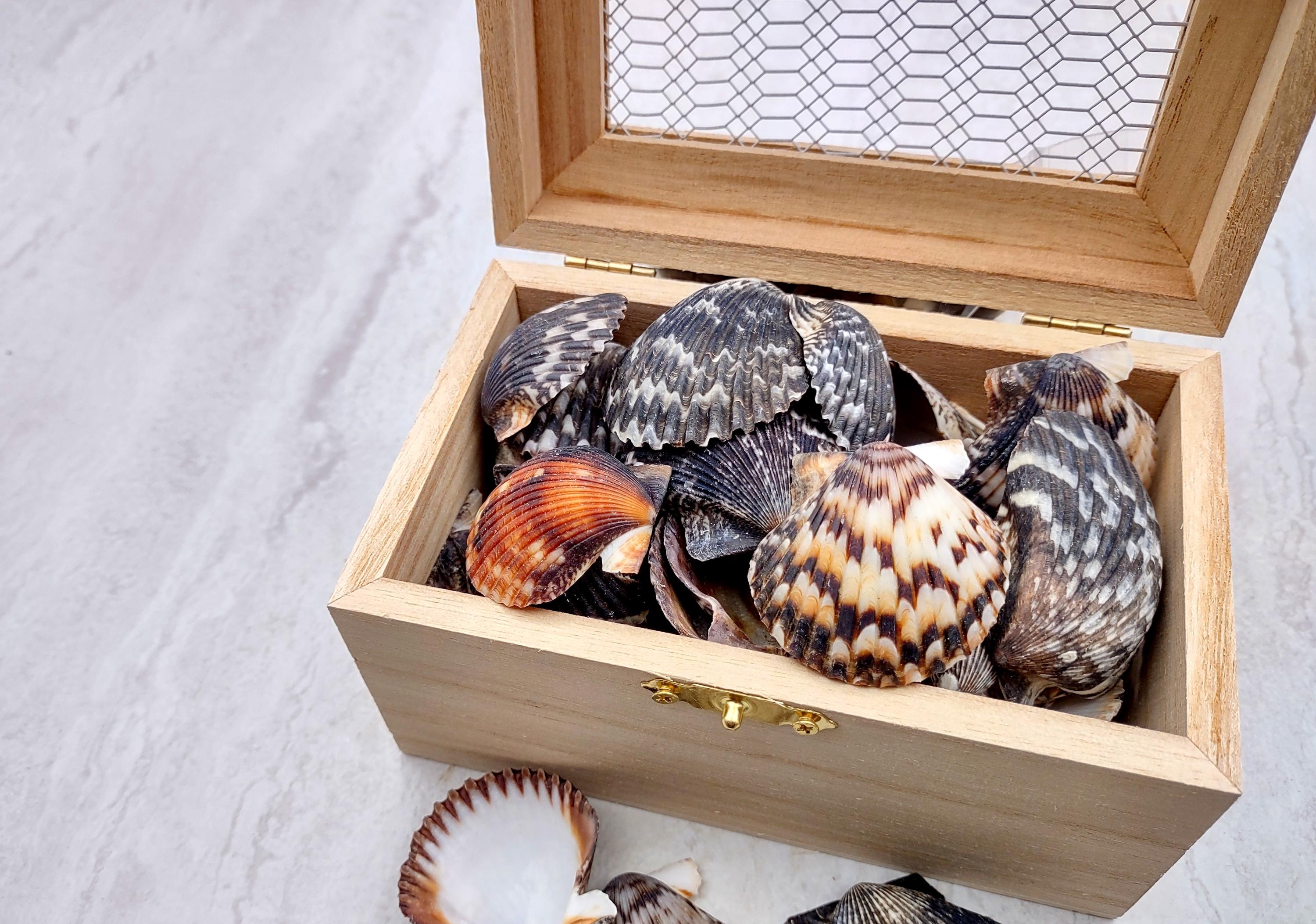 Calico Scallop Seashell Black Brown White Pecten Argopecten Gibbus (20 ...