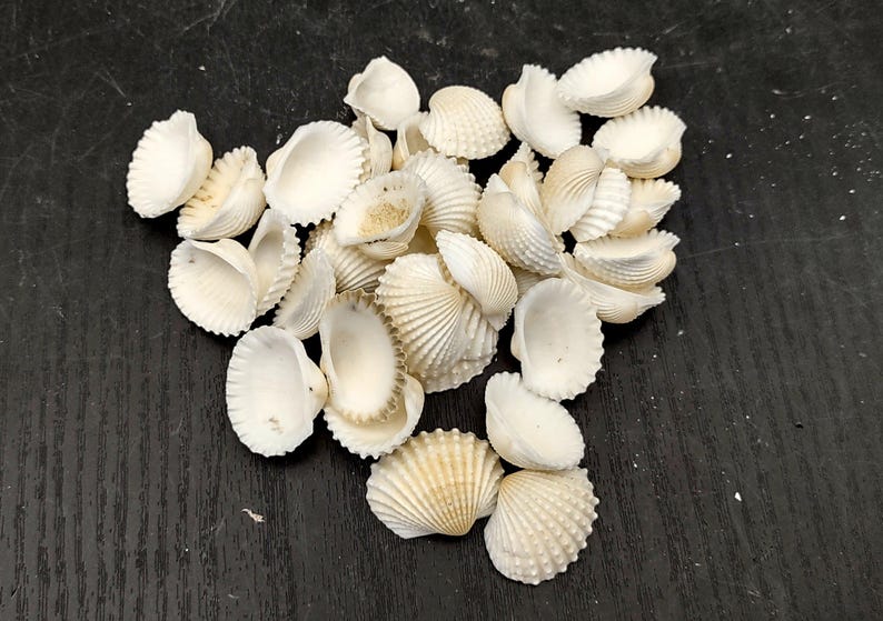 Many Ribbed Ark Shell White Ark Clam Seashells Andara Granosa (approx. Half Cup +/-50 Shells ...