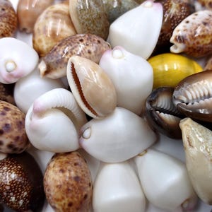 May include: A collection of assorted cowrie shells in various sizes and colors, including solid white, glossy yellow, dark brown, and tan shells with speckled or spotted patterns. The shells feature smooth, polished surfaces and elongated openings.