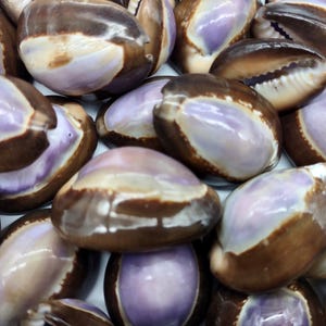 Purple Top Serpent Head Cowrie Seashells Cypraea Caputserpentis (10 shells approx. 0.75+ inches) Beautiful for any coastal crafting!