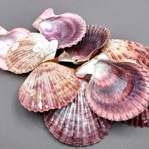 Calico Atlantic Scallop Seashells Argopecten Gibbus (10 shells approx. 2+ inches) Great shells for coastal crafting décor & collections!