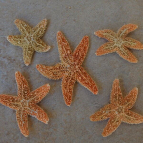 Sugar Starfish - Piaster Ochraceus - (5 starfish approx. .75-1.5 inches)