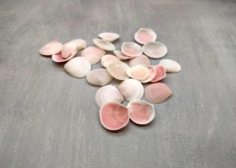 Rose Tellin Shell Rose Petal Tellin Seashell Halves Pink Eurytellina Lineata (approx. 20 ...