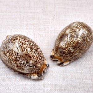 Large Arabic Cowrie Seashells Cypraea Arabica (2 shells approx. 2+ inches) Beautiful shells for any coastal crafting or décor!