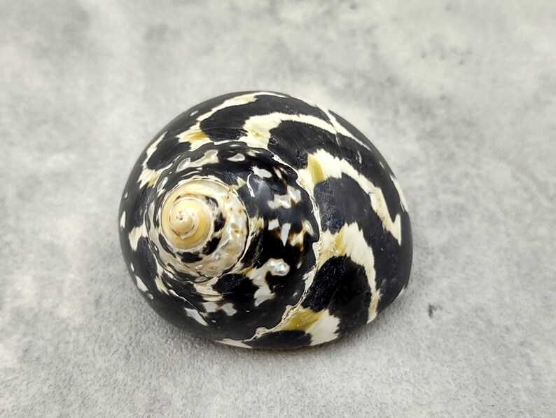Magpie Shells West Indian Top Polished Seashell or Magpie Striped Shell Cittarium ...