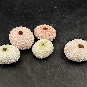 Pink Sea Urchins Echinometra Mathaei (5 urchins approx. 1+ inches) Natural Urchin Shell for display & collecting!