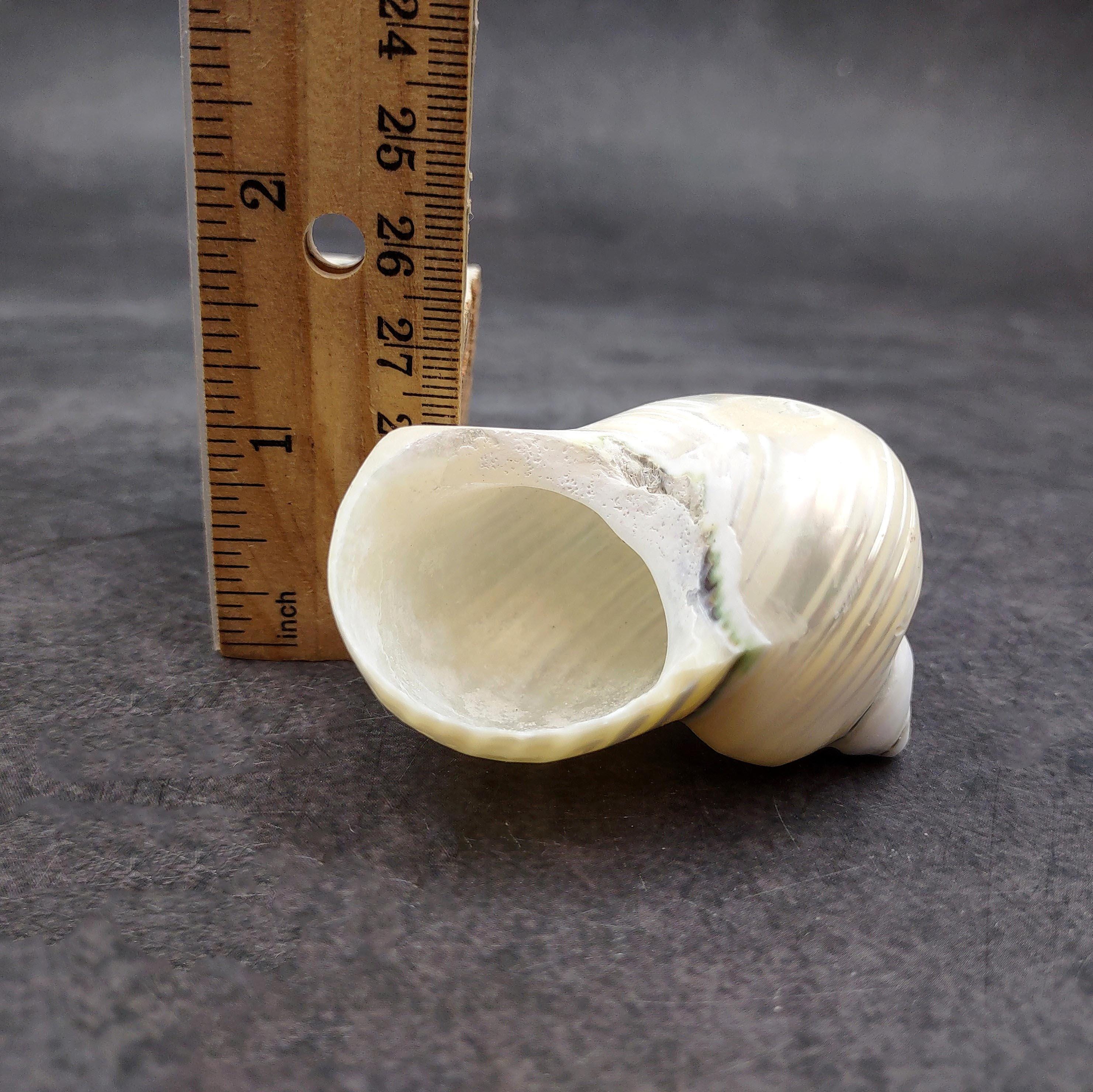 Pearlized Jade Turbo Seashell Turbo Burgessi (1 Shell Approx. 2.25 ...