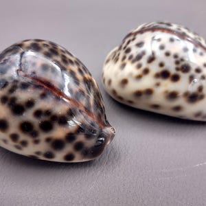 Tiger Cowrie Seashells Cypraea Tigris (2 shells approx. 2.5+ inches) Beautiful shell for any coastal crafting!