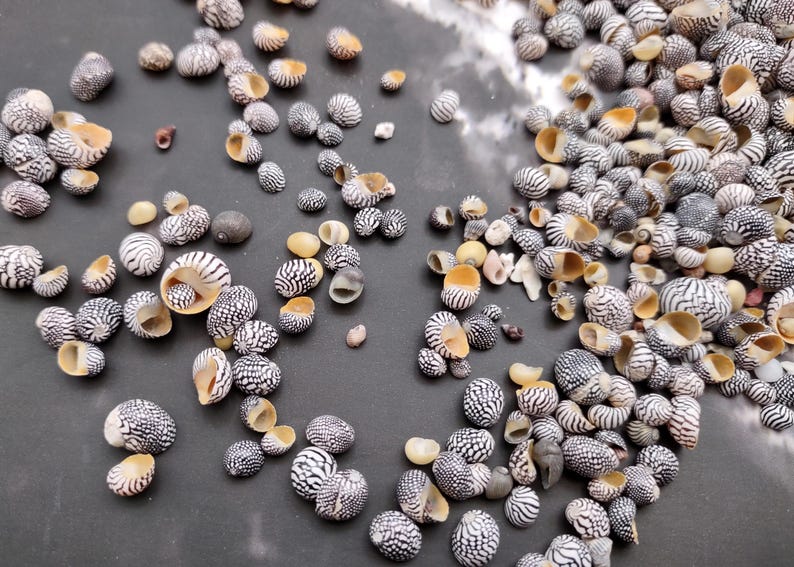 Groundnut Shell Zebra Zebra Nerite Seashells Black White Neritina Pulligera (approx. Half Cup ...