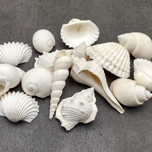 May include: A collection of various white seashells, including spiral, fan, and rounded shapes, arranged on a gray surface. The shells vary in size and texture, creating a natural, coastal theme.