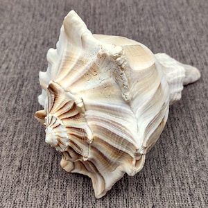 Left Handed Lightning Whelk Seashell Busycon Contrarium (1 shell approx. 7+ inches) Special shells for coastal crafting decor & collections!