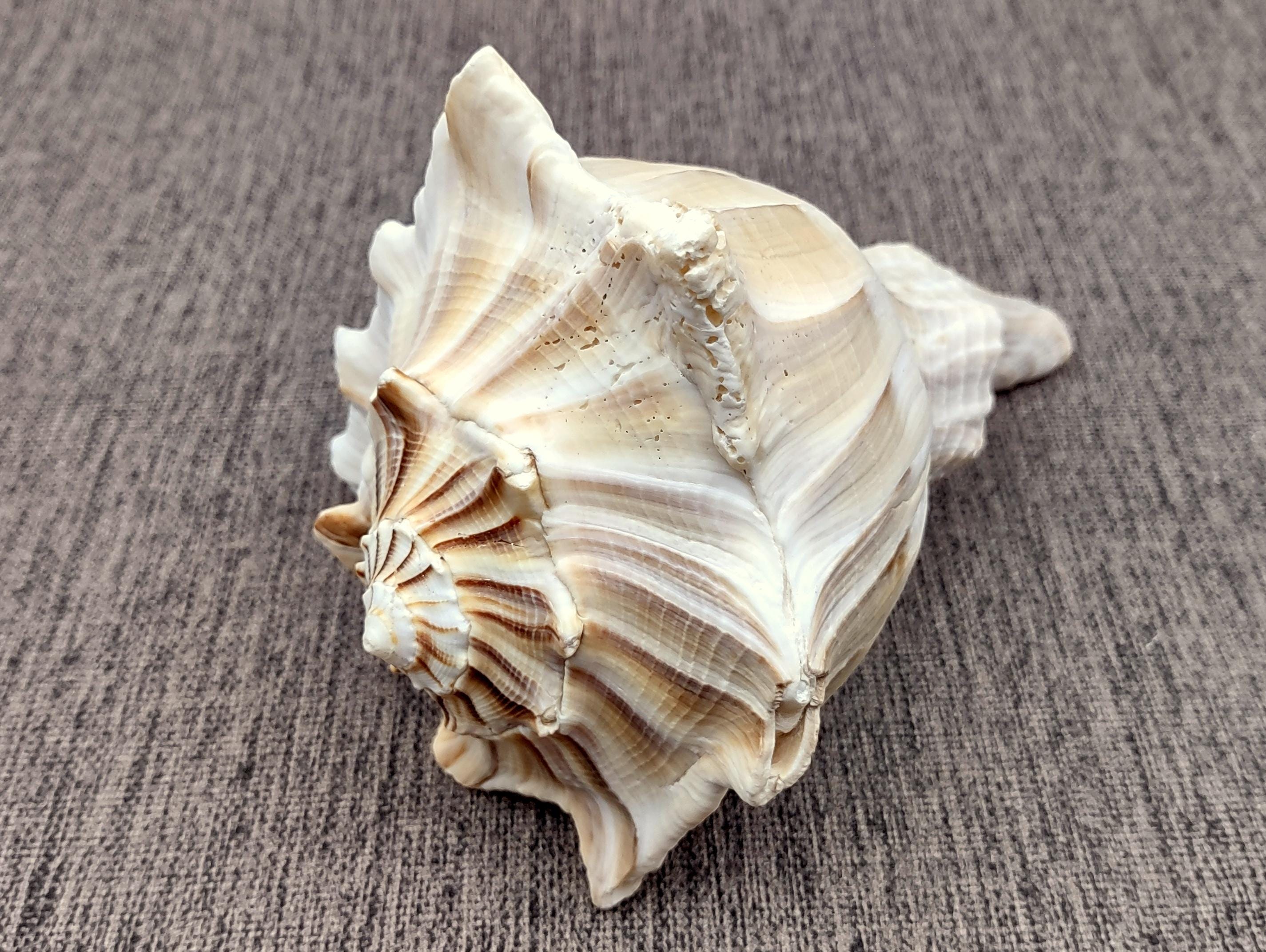 Left Handed Lightning Whelk Seashell Busycon Contrarium (1 Shell Approx ...