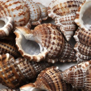 Granulate Frog Seashells - Bursa Granularis - (10 shells approx. 1 inch)
