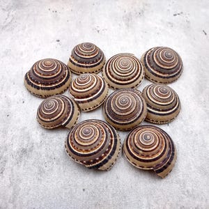 Perspective Sundial Seashells Architectonica Perspectiva (10 shells approx. 1.25+ inches) Brown Sundial Shells for crafts & jewelry!
