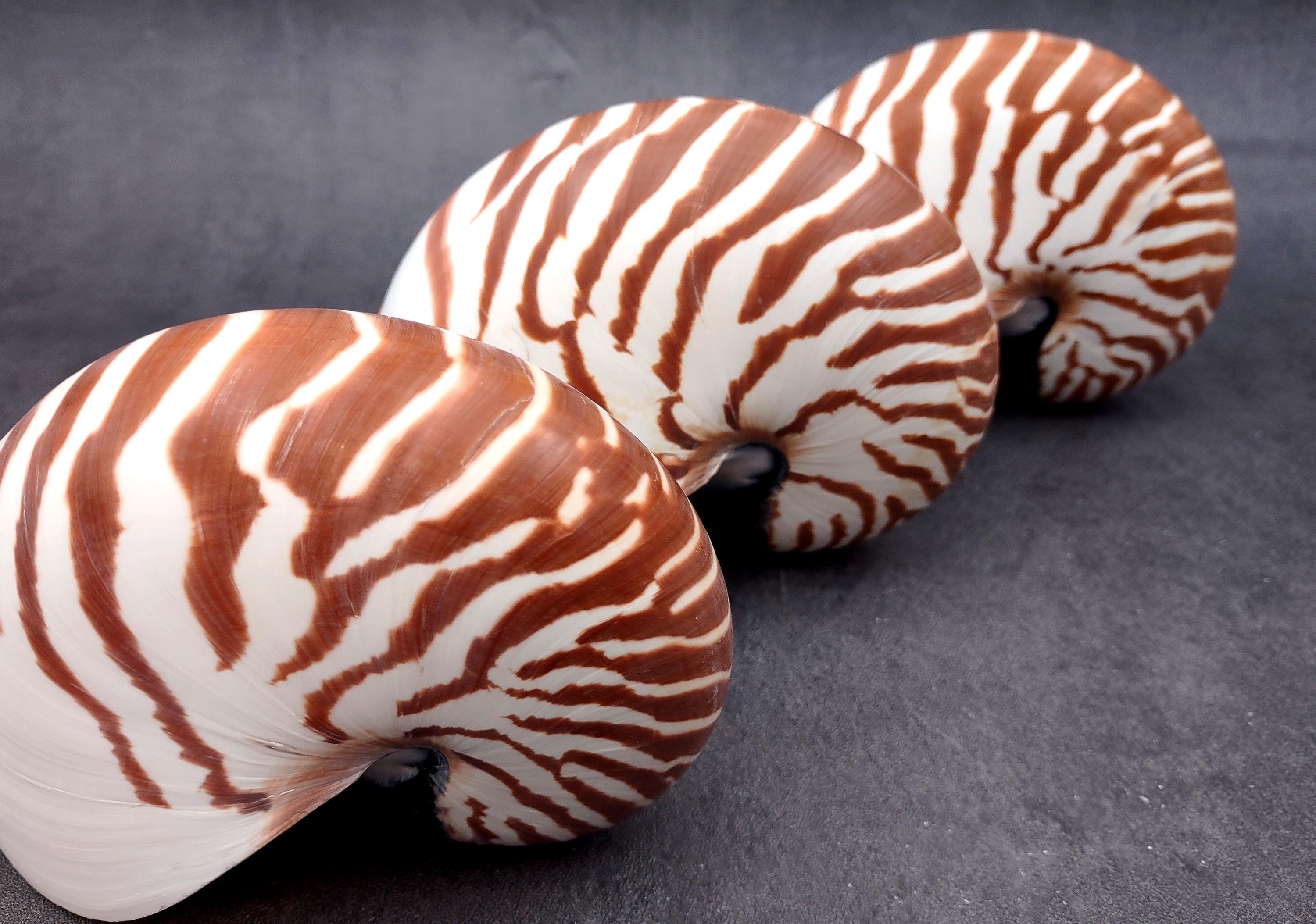 Tagitis Seashell Natural Nautilus Seashell Nautilus Pompilius (1 Shell Approx. 5+ Inches ...