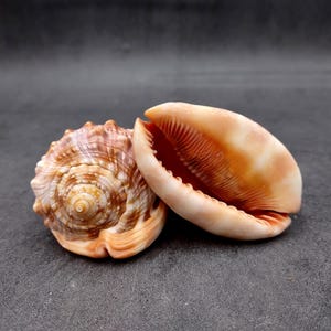 Baby Bull&#39;s Mouth Helmet Seashell Cassis Rufa (2 shells approx. 2+ inches) Adorable shell for any coastal craft or decoration!