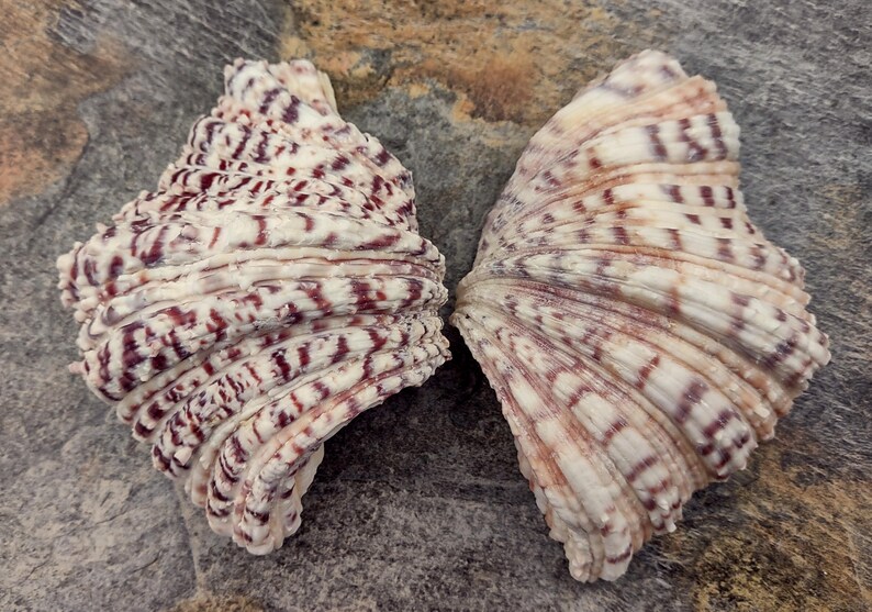 Bear Paw Clam Seashell Hippopus Hippopus (1 Shell Pair Approx. 4 ...