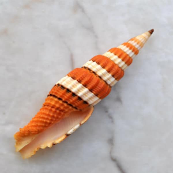 Queen Miter Seashell Mitra Compressum (1 shell approx. 1.75-2 inches)