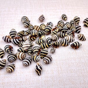 Bee Hive/Bumble Bee Seashells - Engina Mendicaria - (20 shells approx. .25-.5 inches). Multiple black and white stripped shells in pile. Copyright 2024 SeaShellSupply.com.