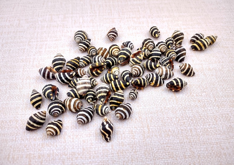 Bee Hive/Bumble Bee Seashells - Engina Mendicaria - (20 shells approx. .25-.5 inches). Multiple black and white stripped shells in pile. Copyright 2024 SeaShellSupply.com.