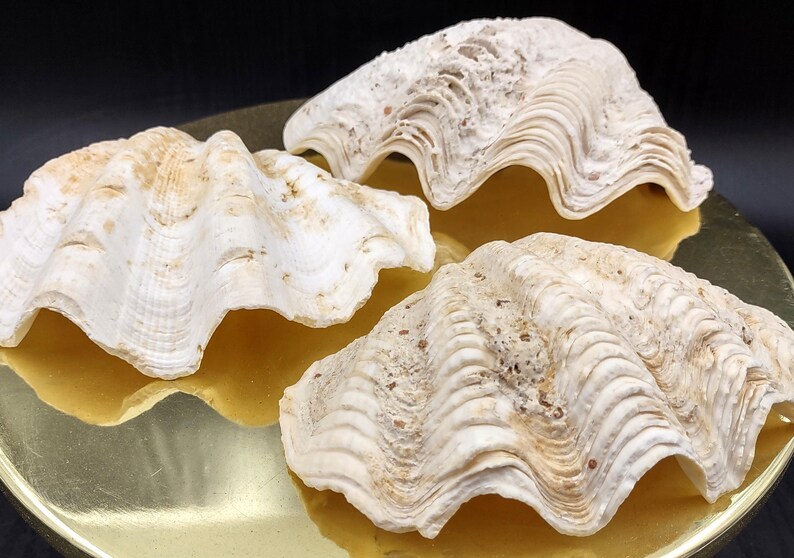 Ruffle Clam Seashell Half Tridacna Squamosa (1 Shell Approx. 5+ Inches ...