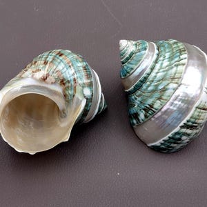 Polished Jade Turbo Shell w/Pearlized Stripe (3-3.5 inches) - Turbo Burgessi. jade spiral shells laying out for one to show the gold and green design white the other shows the opening. Copyright 2022 SeaShellSupply.com.