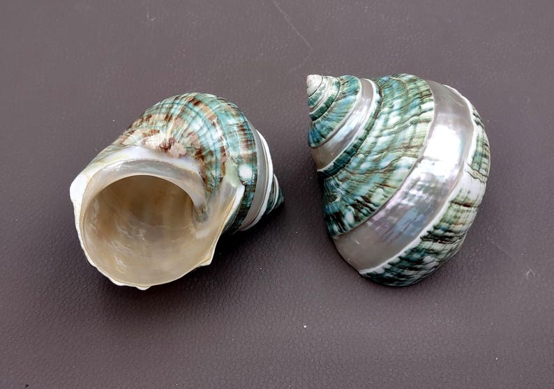 Polished Jade Turbo Shell w/Pearlized Stripe (3-3.5 inches) - Turbo Burgessi. jade spiral shells laying out for one to show the gold and green design white the other shows the opening. Copyright 2022 SeaShellSupply.com.