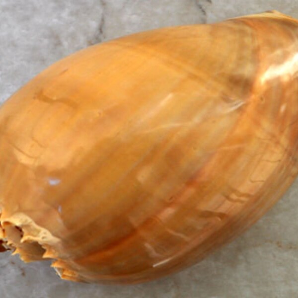 Polished Crowned Baler - Voluta Diadema - (1 shell 6-7 inches)