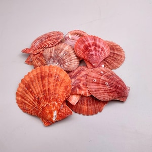Crimson Red Scallop Seashell Halves Pecten Nobolis (Approx. quarter pound shells 2+ inches) Red Scallop Shells for arts & crafts!
