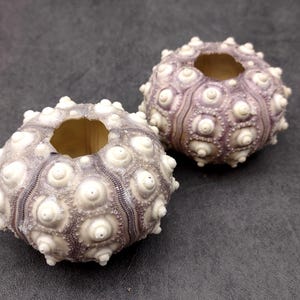 XL Purple Sea Sputnik Sea Urchin Phyllacanthus Parvispinus (2 urchins approx. 2.5+ inches) Quality natural sea shells for crafts & décor!