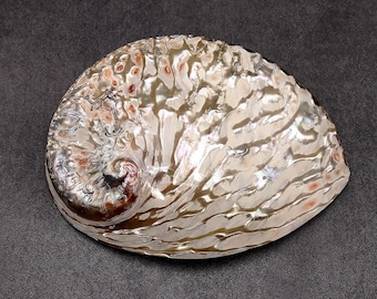 Polished White Abalone Midas Seashell Haliotis Midae (1 shell approx. 5+ inches) Iridescent shell polished for display crafts & collecting!