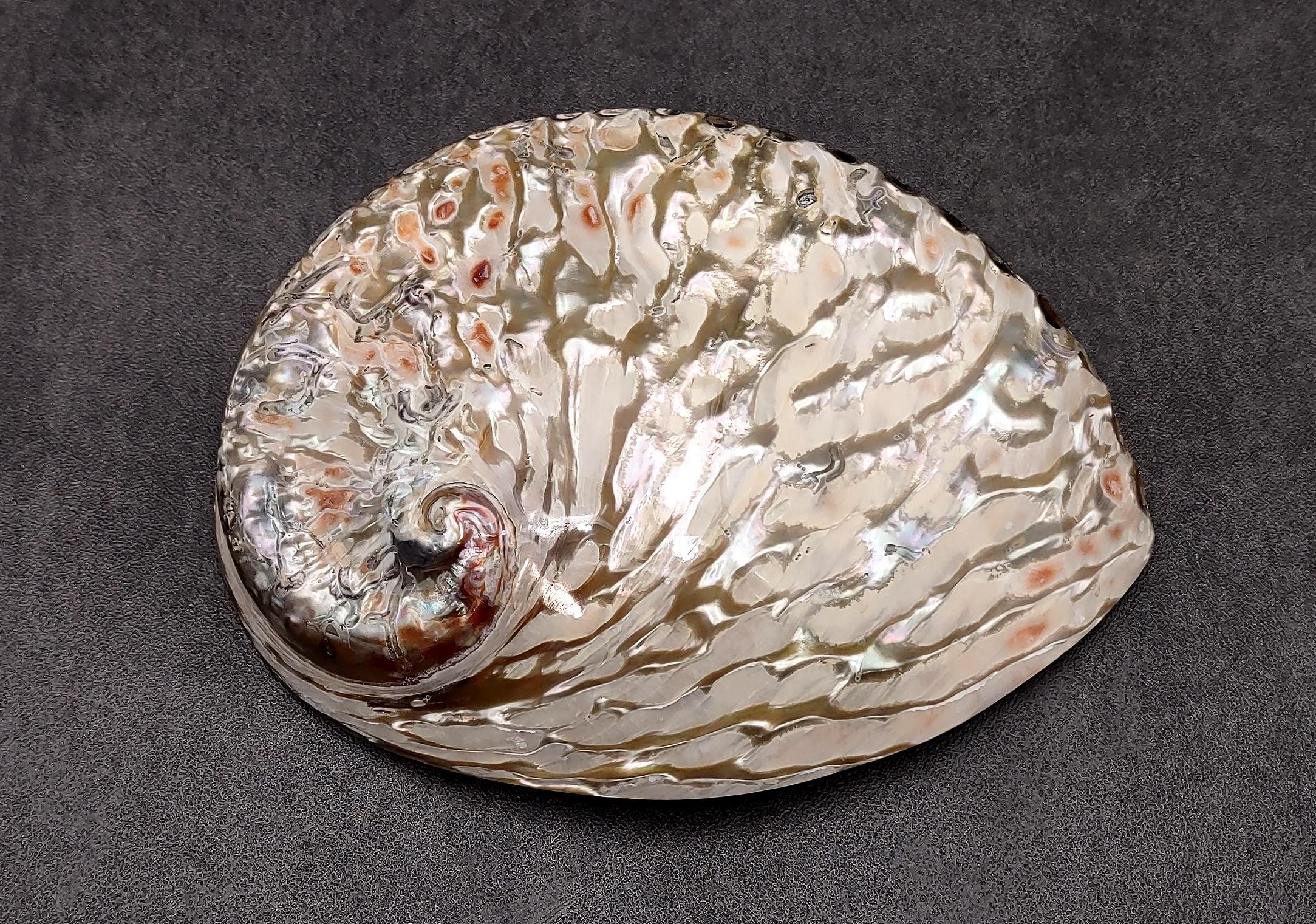 Polished White Abalone Midas Seashell Haliotis Midae (1 Shell Approx. 5 ...