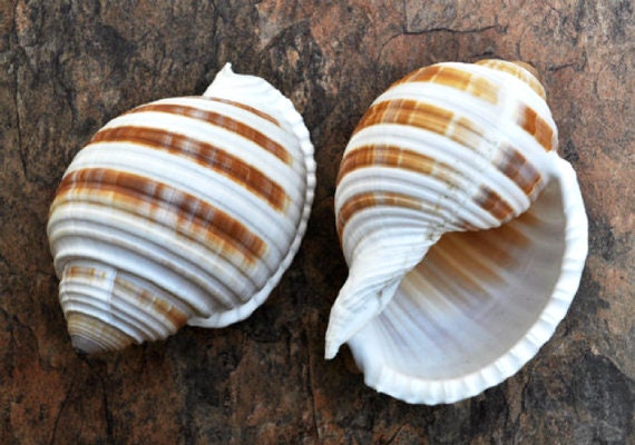 Tonna Sulcosa Shell-1 Piece-sea Shells for Crafting-tona Sea 