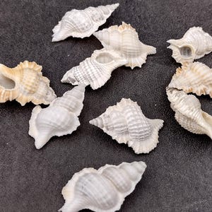 Small Frog Seashells Biplex Perca (10 shells approx. 1+ inches) Adorable shell for any coastal collection crafting & display!