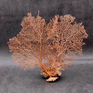 Red Orange Sea Fan Coral Echinogorgia SP (1 fan approx. 7-9+ inches) Adorable sea fan for any coastal projects or as a collection addition!
